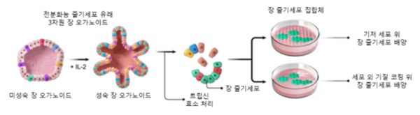 3차원 장 오가노이드 유래 2차원 장 줄기세포 농축 배양 기술 모식도 / 한국생명공학연구원 