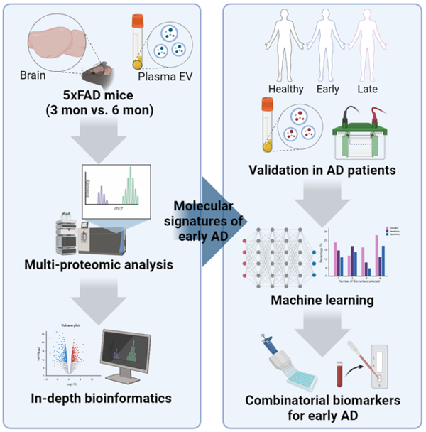 오믹스-AI 통합 연구 통해 모델 생쥐 초기 알츠하이머병 진단하는 새로운 바이오마커 발굴/ 한국뇌연구원 
