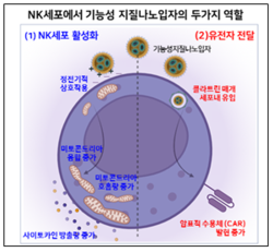 기능성 지질나노입자의 NK세포 활성화 및 유전자 전달 / 성균관대
