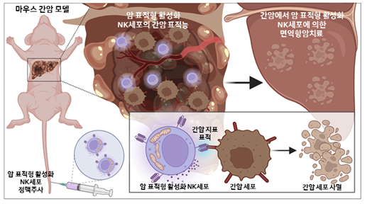 생쥐 간암 모델에서 NK세포 면역세포 치료제의 암 표적형 면역항암치료 / 성균관대