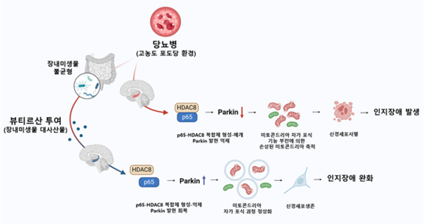 뷰티르산에 의한 당뇨병성 인지장애 회복 기전 / 서울대학교