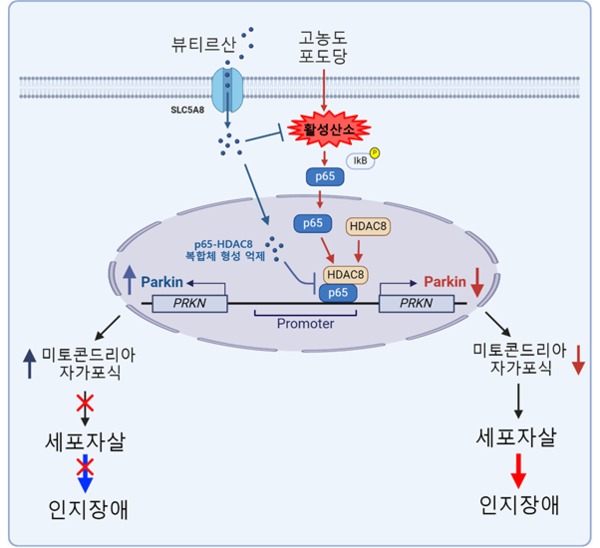 뷰티르산에 의한 당뇨병성 미토콘드리아 자가포식 기능 부전 회복 기전 / 서울대학교