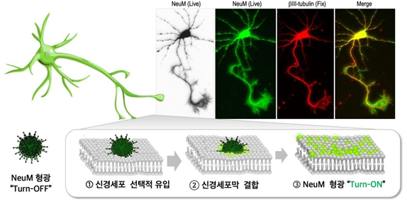 NeuM의 신경세포막 선택적 형광 Turn-On 기술
