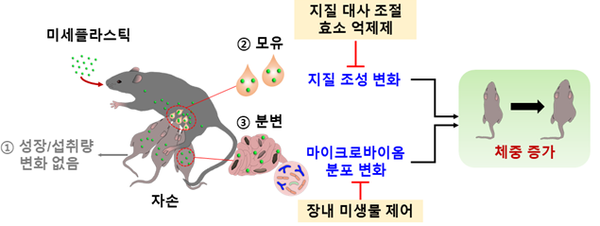 모체가 섭취한 초미세플라스틱이 자손의 체중 증가를 유도하는 과정 / 한국생명공학연구원