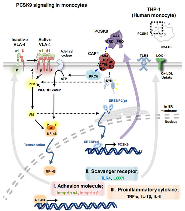 PCSK9 단백질의 염증 유발 기전. 이미지 출처=서울대병원