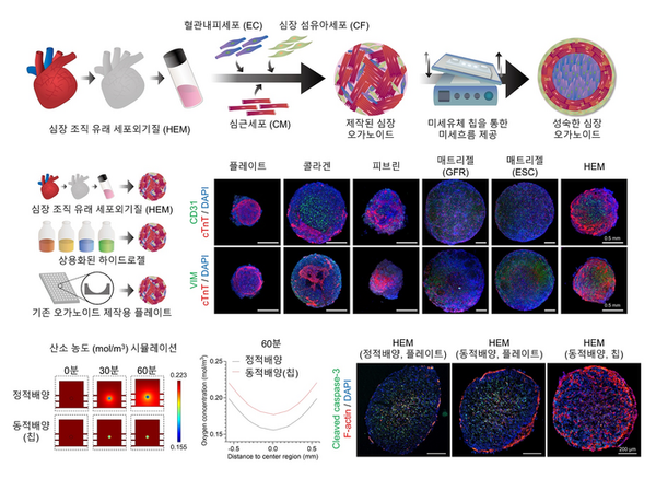 심장 미세환경 구현한 심장 오가노이드 제작 과정 / 기초과학연구원 