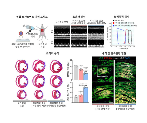 오가노이드의 기능적인 심장 재생 치료제로서의 가능성 확인 / 기초과학연구원 