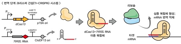 번역 단계 크리스퍼 간섭 시스템의 개념도 / 서울대