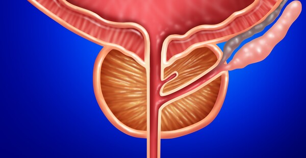전립선. 이미지 출처=게티이미지