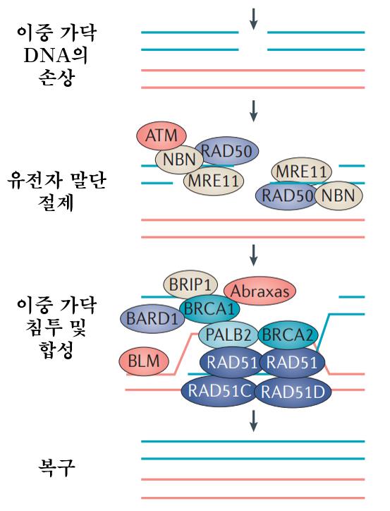 손상된 DNA를 수리하는 상동 재조합 과정 