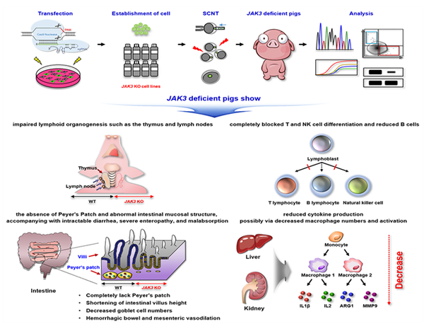 JAK3 넉아웃 미니돼지 개발 및 고도의 면역결핍 표현형 규명 모식도 /한국생명공학연구원