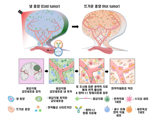 교모세포종의 면역 환경을 조절하는 광면역나노플랫폼의 작용 개념도 / 가톨릭대