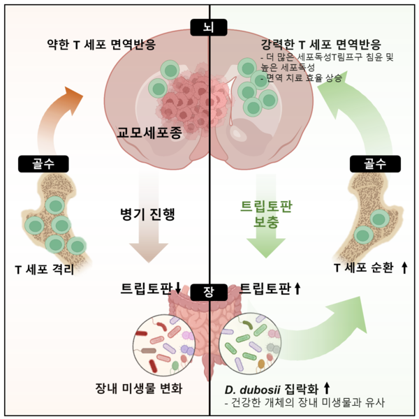 장내 미생물이 항뇌종양 면역치료 효율을 조절한다는 연구에 대한 전체적인 연구개요(제공: KAIST)