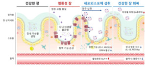 장내 미생물의 세포외소포체 기반 염증성 장 질환 치료제 개발 - 뉴스 썸네일 이미지