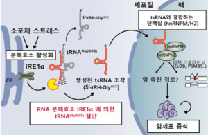 중앙대, RNA 치료제 핵심 난제 극복...전달 RNA 조각 생리작용 규명 - 뉴스 썸네일 이미지